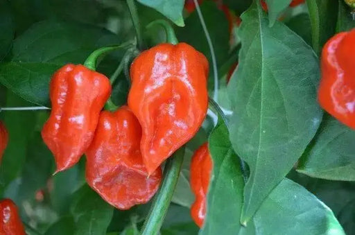 Komodo Dragon PEPPER SEEDS, Capsicum Chinense , SUPERHOT - Caribbean garden seed