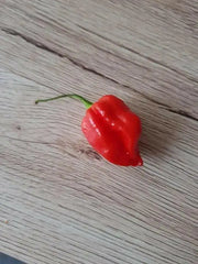 Komodo Dragon PEPPER SEEDS, Capsicum Chinense , SUPERHOT - Caribbean garden seed