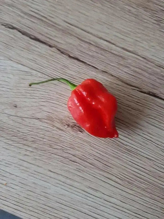 Komodo Dragon PEPPER SEEDS, Capsicum Chinense , SUPERHOT - Caribbean garden seed