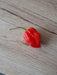 Komodo Dragon PEPPER SEEDS, Capsicum Chinense , SUPERHOT - Caribbean garden seed