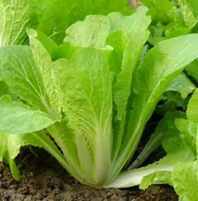 Korean Small Cabbage Seeds,, Asian Vegetable - Caribbean garden seed