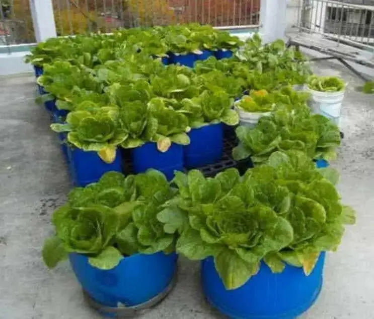Korean Small Cabbage Seeds,, Asian Vegetable - Caribbean garden seed