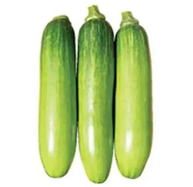 Korean Summer Squash Seeds "Meot Jaeng I Ae", Asian Vegetable - Caribbean garden seed