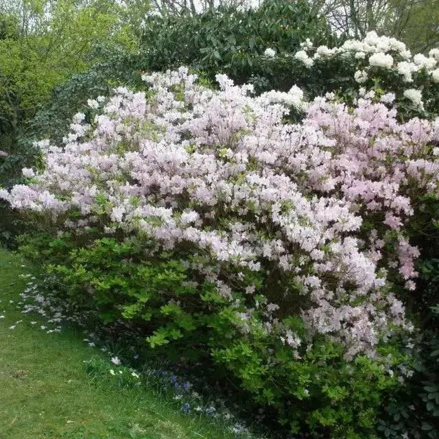 KOREAN AZALEA Seeds SEEDS, Perennial Shrub - Caribbean garden seed