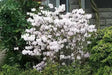 KOREAN AZALEA Seeds SEEDS, Perennial Shrub - Caribbean garden seed
