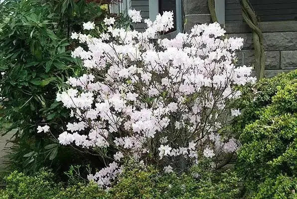 KOREAN AZALEA Seeds SEEDS, Perennial Shrub - Caribbean garden seed