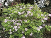 KOREAN AZALEA Seeds SEEDS, Perennial Shrub - Caribbean garden seed