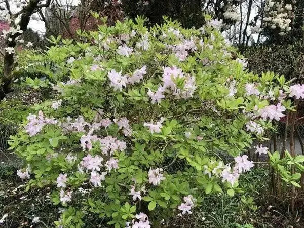 KOREAN AZALEA Seeds SEEDS, Perennial Shrub - Caribbean garden seed