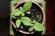 KIWI Fruit SEEDS, Tropical Fruit Bearing Vines, Chinese Gooseberry, - Caribbean garden seed