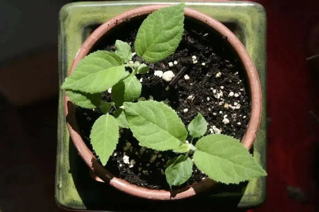 KIWI Fruit SEEDS, Tropical Fruit Bearing Vines, Chinese Gooseberry, - Caribbean garden seed