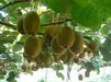KIWI Fruit SEEDS, Tropical Fruit Bearing Vines, Chinese Gooseberry, - Caribbean garden seed