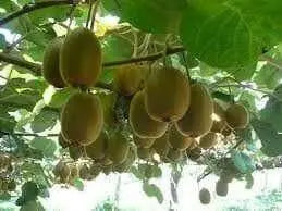 KIWI Fruit SEEDS, Tropical Fruit Bearing Vines, Chinese Gooseberry, - Caribbean garden seed
