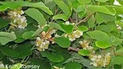 KIWI Fruit SEEDS, Tropical Fruit Bearing Vines, Chinese Gooseberry, - Caribbean garden seed