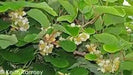 KIWI Fruit SEEDS, Tropical Fruit Bearing Vines, Chinese Gooseberry, - Caribbean garden seed
