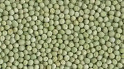 knight Shelling Peas Seed~ Super Sweet - Caribbean garden seed