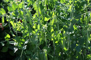 knight Shelling Peas Seed~ Super Sweet - Caribbean garden seed