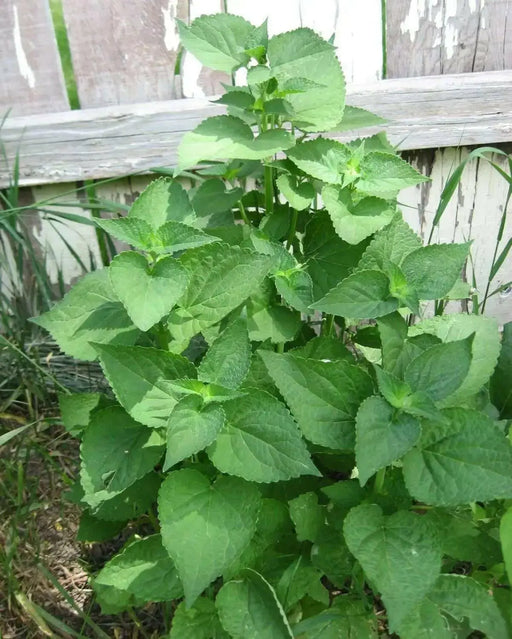 KOREAN MINT SEEDS, ASIAN VEGETABLE - Caribbean garden seed