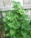 KOREAN MINT SEEDS, ASIAN VEGETABLE - Caribbean garden seed