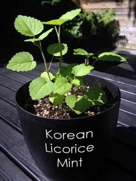 KOREAN MINT SEEDS, ASIAN VEGETABLE - Caribbean garden seed