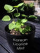 KOREAN MINT SEEDS, ASIAN VEGETABLE - Caribbean garden seed
