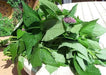 KOREAN MINT SEEDS, ASIAN VEGETABLE - Caribbean garden seed