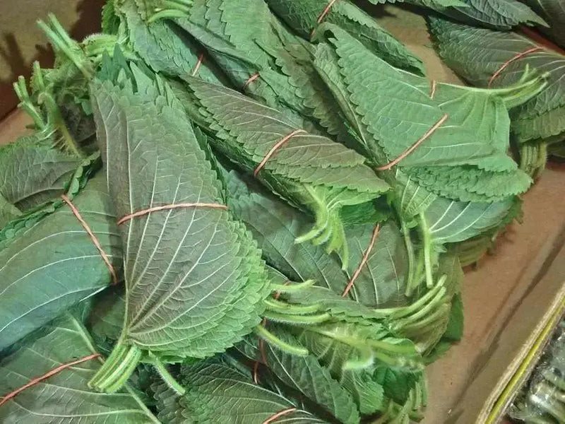 KOREAN PERILLA SEEDS, Shiso (Asian Vegetable - Caribbean garden seed