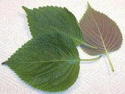 KOREAN PERILLA SEEDS, Shiso (Asian Vegetable - Caribbean garden seed