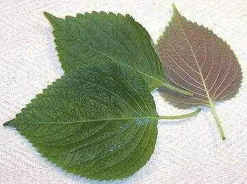 KOREAN PERILLA SEEDS, Shiso (Asian Vegetable - Caribbean garden seed