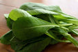 Komatsuna Seeds (Mustard Spinach) Cold hearty, heat tolerant, Asian vegetable - Caribbean garden seed