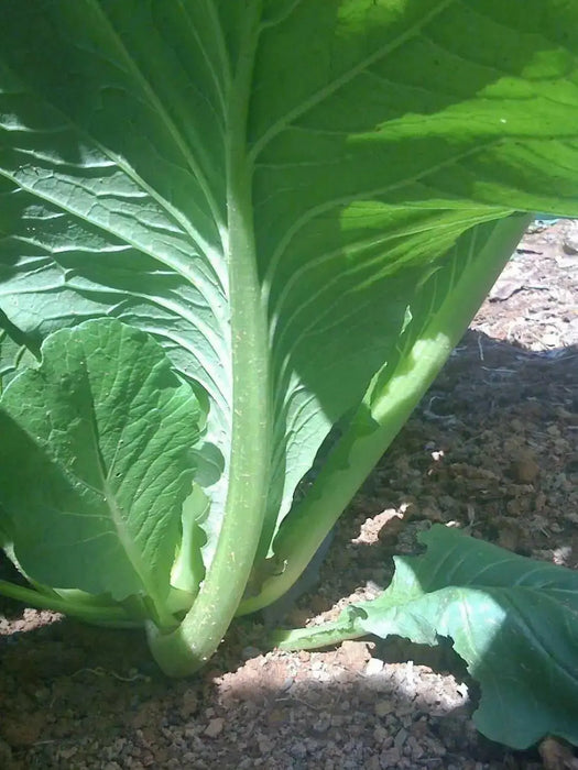 Komatsuna Seeds (Mustard Spinach) Cold hearty, heat tolerant, Asian vegetable - Caribbean garden seed