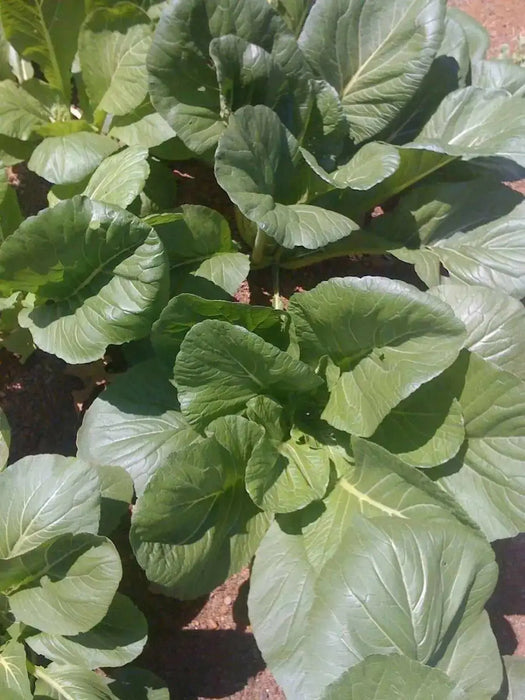 Komatsuna Seeds (Mustard Spinach) Cold hearty, heat tolerant, Asian vegetable - Caribbean garden seed