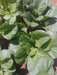 Komatsuna Seeds (Mustard Spinach) Cold hearty, heat tolerant, Asian vegetable - Caribbean garden seed