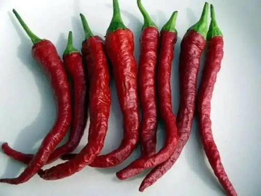 Kashmiri Chilli Pepper SEED (Capsicum annuum,) MILD HEAT, ASIAN VEGETABLE - Caribbean garden seed