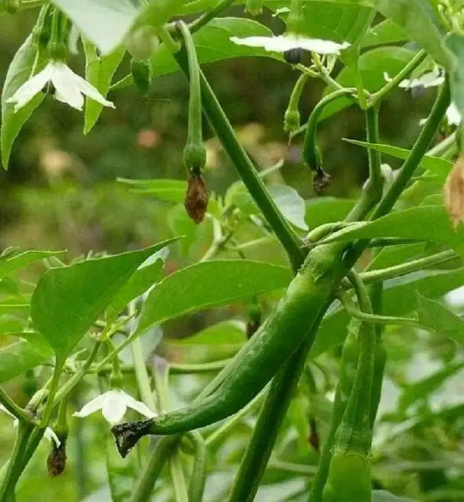 Kashmiri Chilli Pepper SEED (Capsicum annuum,) MILD HEAT, ASIAN VEGETABLE - Caribbean garden seed