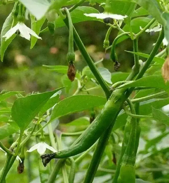 Kashmiri Chilli Pepper SEED (Capsicum annuum,) MILD HEAT, ASIAN VEGETABLE - Caribbean garden seed