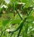 Kashmiri Chilli Pepper SEED (Capsicum annuum,) MILD HEAT, ASIAN VEGETABLE - Caribbean garden seed