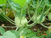 Kohlrabi German Turnip - White Vienna ~Heirloom  SEEDS - Caribbean garden seed