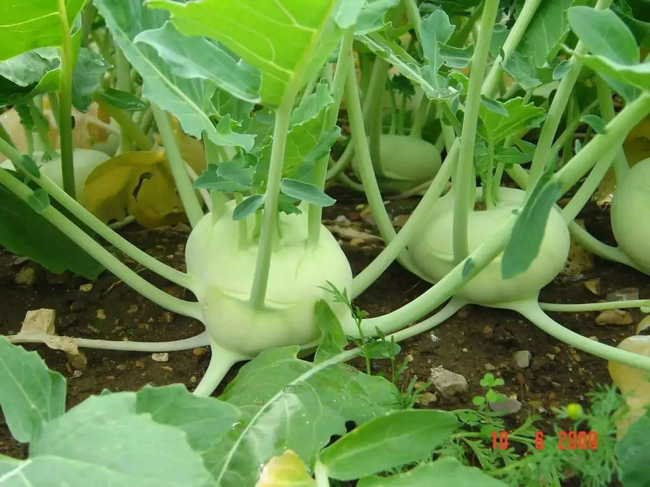 Kohlrabi German Turnip - White Vienna ~Heirloom  SEEDS - Caribbean garden seed