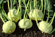 Kohlrabi German Turnip - White Vienna ~Heirloom  SEEDS - Caribbean garden seed