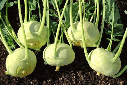 Kohlrabi German Turnip - White Vienna ~Heirloom  SEEDS - Caribbean garden seed