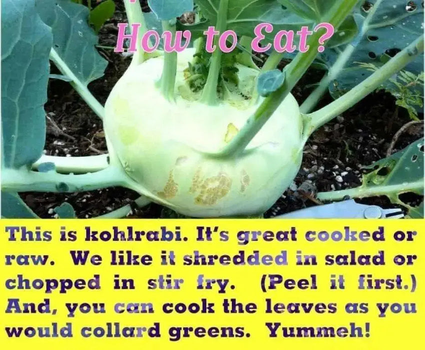 Kohlrabi German Turnip - White Vienna ~Heirloom  SEEDS - Caribbean garden seed