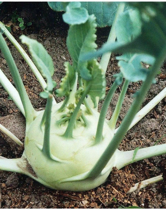 Kohlrabi German Turnip - White Vienna ~Heirloom  SEEDS - Caribbean garden seed