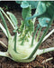 Kohlrabi German Turnip - White Vienna ~Heirloom  SEEDS - Caribbean garden seed