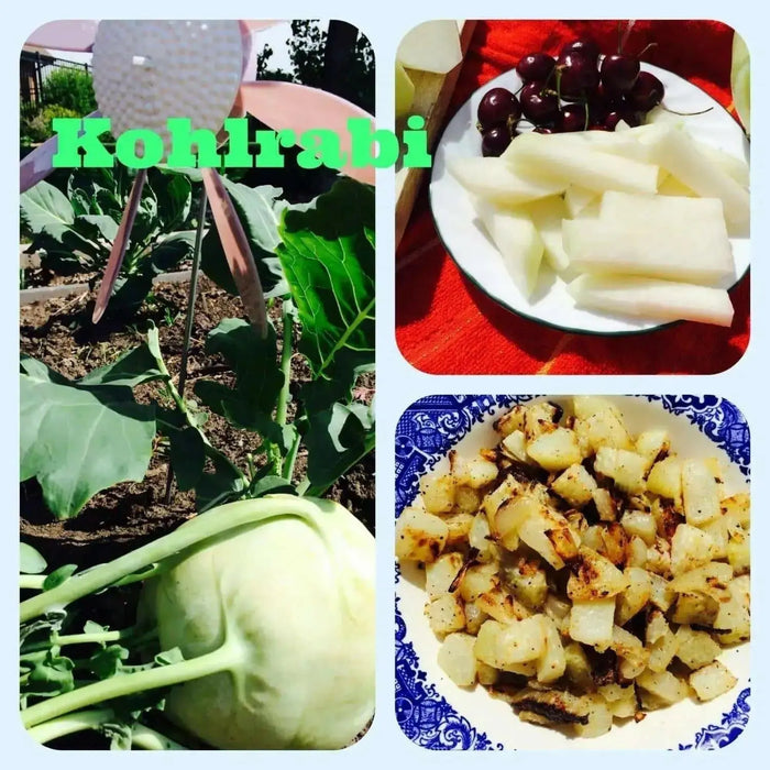 Kohlrabi German Turnip - White Vienna ~Heirloom  SEEDS - Caribbean garden seed