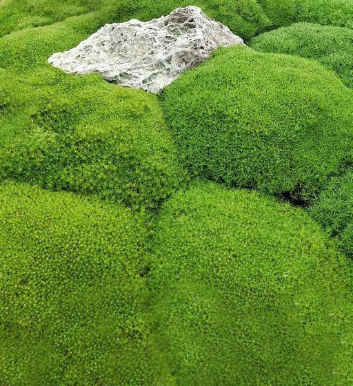Knawel cushion Seeds. ( Scleranthus Biflorus ssp.) Mossy scabweed, groundcover - Caribbean garden seed