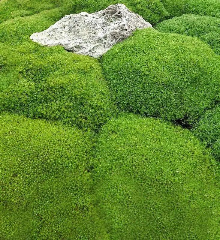 CUSHION PLANT