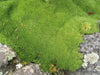 Knawel cushion Seeds. ( Scleranthus Biflorus ssp.) Mossy scabweed, groundcover - Caribbean garden seed