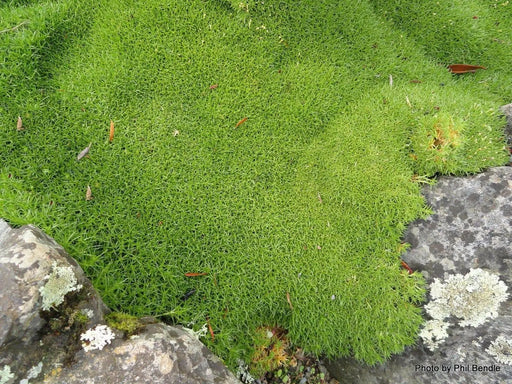 Knawel cushion Seeds. ( Scleranthus Biflorus ssp.) Mossy scabweed, groundcover - Caribbean garden seed