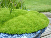 Knawel cushion Seeds. ( Scleranthus Biflorus ssp.) Mossy scabweed, groundcover - Caribbean garden seed