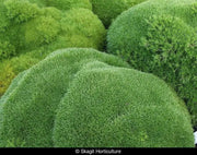 Knawel cushion Seeds. ( Scleranthus Biflorus ssp.) Mossy scabweed, groundcover - Caribbean garden seed